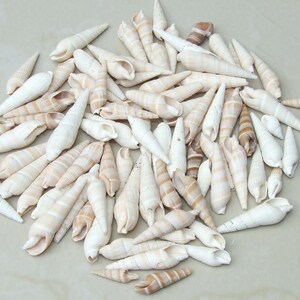 50 Medium Cowrie Shell, Natural Sea Shell - Money Shell Bead, Cut Back No Hole Seashell, Bulk Shell, Beach, 16-18mm or 18-20mm - 052 image 5