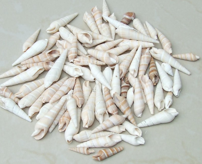 50 Medium Cowrie Shell, Natural Sea Shell - Money Shell Bead, Cut Back No Hole Seashell, Bulk Shell, Beach, 16-18mm or 18-20mm - 052 image 5