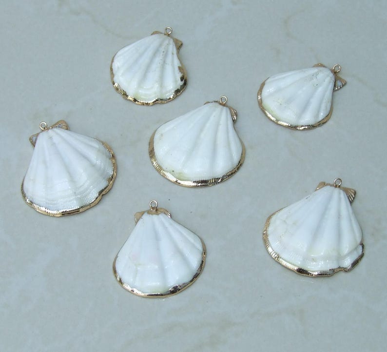 50 Medium Cowrie Shell, Natural Sea Shell - Money Shell Bead, Cut Back No Hole Seashell, Bulk Shell, Beach, 16-18mm or 18-20mm - 052 image 8