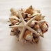 see more listings in the Bridal Bouquet Sea shell section
