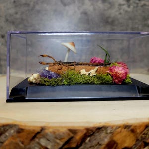 Preserved scorpion curio display