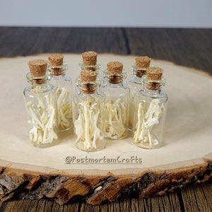 1 pc Mouse Bones mini curio bottle