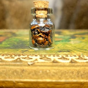 TINY  jar of dried ladybugs