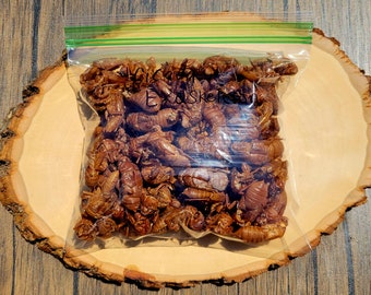 Cicada exoskeleton lot