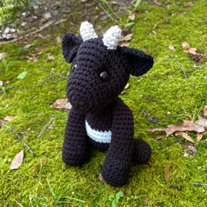 Oreo the Belted Galloway