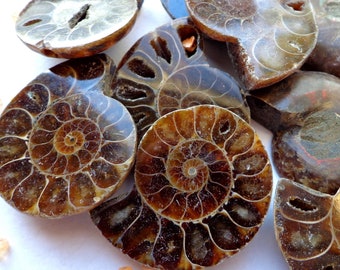 AAA Natural Ammonite Fossil Gemstone Beads, 44x53mm natural ammonite  shape . Beautiful natural Brown Fossil Beads, Great Quality ammonite !