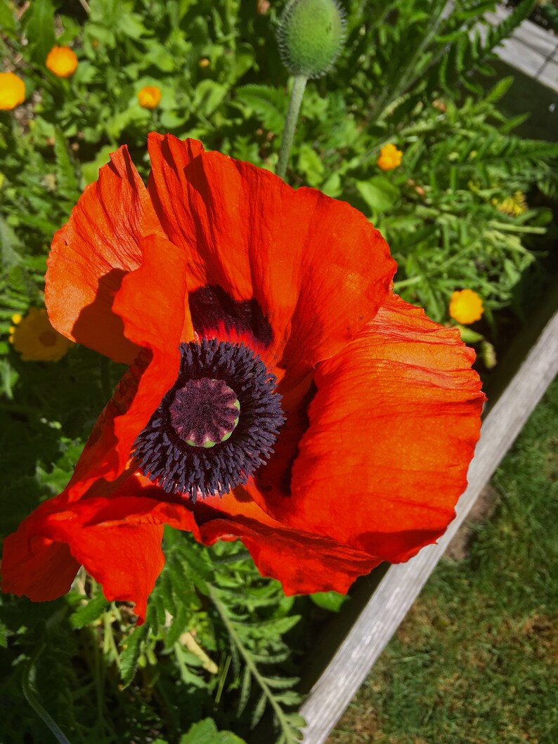 50 Redcorn Poppy Seeds Papaver Rhoeas Red Maroon Dominant Etsy 50 Redcorn Poppy Seeds Papaver Rhoeas Red Maroon Dominant Etsy