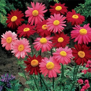 25 mixed Organic Seattle Chrysanthemum Seeds (Chrysanthemum Coccineum)