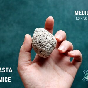 May include: A medium-sized, light gray pumice stone from Mount Shasta, weighing between 1.3 and 1.8 ounces. The stone is held in a hand against a teal background.