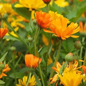 25 Organic Calendula Seeds, Mixed Color Orange and Yellow - PNW Grown and Harvested