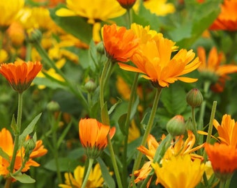 25 Organic Calendula Seeds, Mixed Color Orange and Yellow - PNW Grown and Harvested