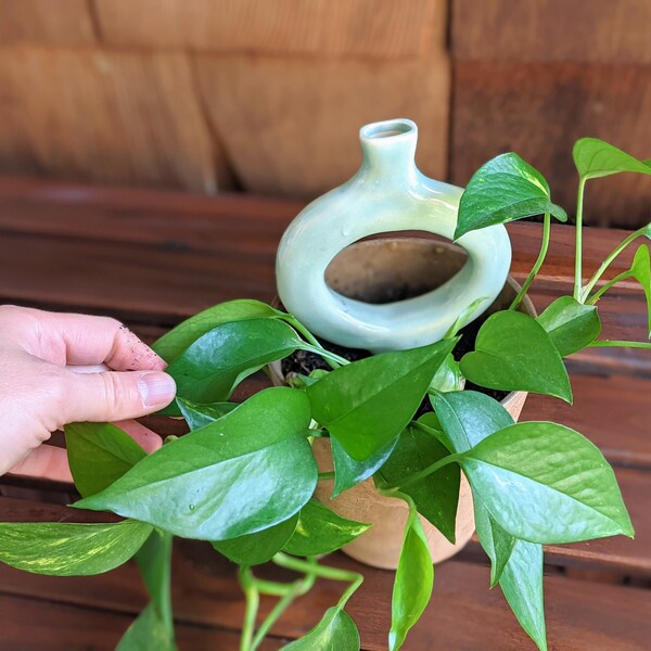 Water spike / olla / plant tender / water stake / watering bulb bottle-shaped self-watering ceramic pottery slipcast houseplant device