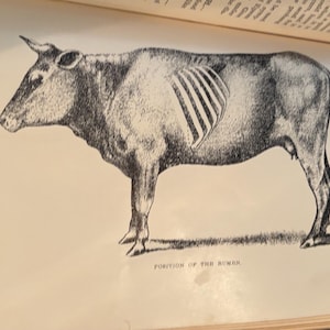1904 The Practical Stock Doctor Illustrated Book Plates Animal Veterinarian antique manual farming