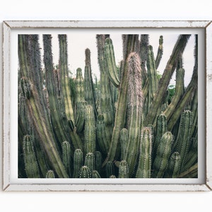 Pilosocereus Cacti, Modern Cactus Print, Digital Download, Cactus, Southwest, Sonoran Desert, Arizona, Printable Wall Art, Desert Print