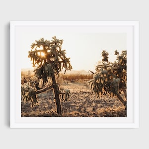 Chain Fruit Cholla Cactus, Cactus Photo, Digital Print, Cholla Cactus, Sonoran Desert, Southwest Art, Wall Art, Arizona Sunrise, Modern