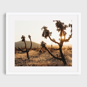 Chain Fruit Cholla Cactus at Sunset, Cactus Photo, Digital Print, Cholla Cactus, Sonoran Desert, Southwest Art, Wall Art, Arizona Sunrise
