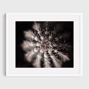 Parodia Magnifica Cactus, Black and White Cactus Print, Digital Download, Cactus Photo, Modern Cactus, Birds Eye View, Printable Wall Art