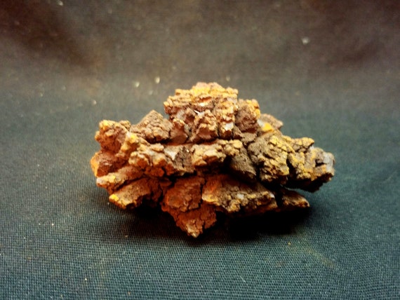 fossilized dung