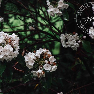 Pennsylvania Mountain Laurel