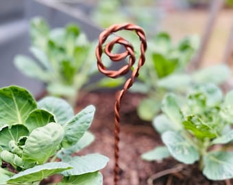 May include: A copper wire plant stake with a spiral design at the top. The stake is inserted into the ground in a garden bed with green leafy plants.