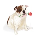 Custom Dog Portrait Portraits Pet Painting Paintings Art Personalized Gift for Dog Animal Memorial Lover Birthday Christmas Gift Ideas