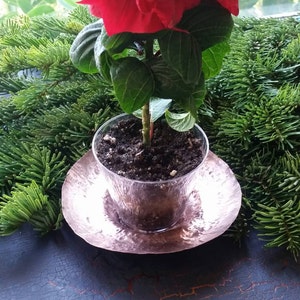 May include: A red poinsettia plant in a clear glass pot with a copper saucer. The plant is sitting on a dark blue surface.