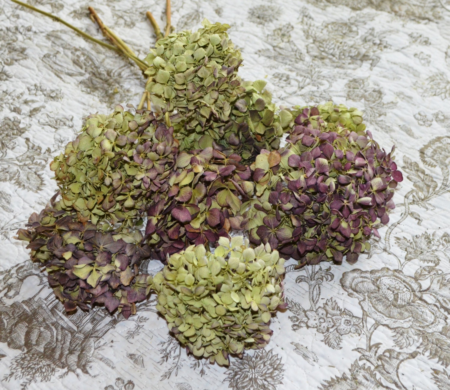 Dried hydrangeas Hydrangeas Purple Hydrangeas Green Etsy