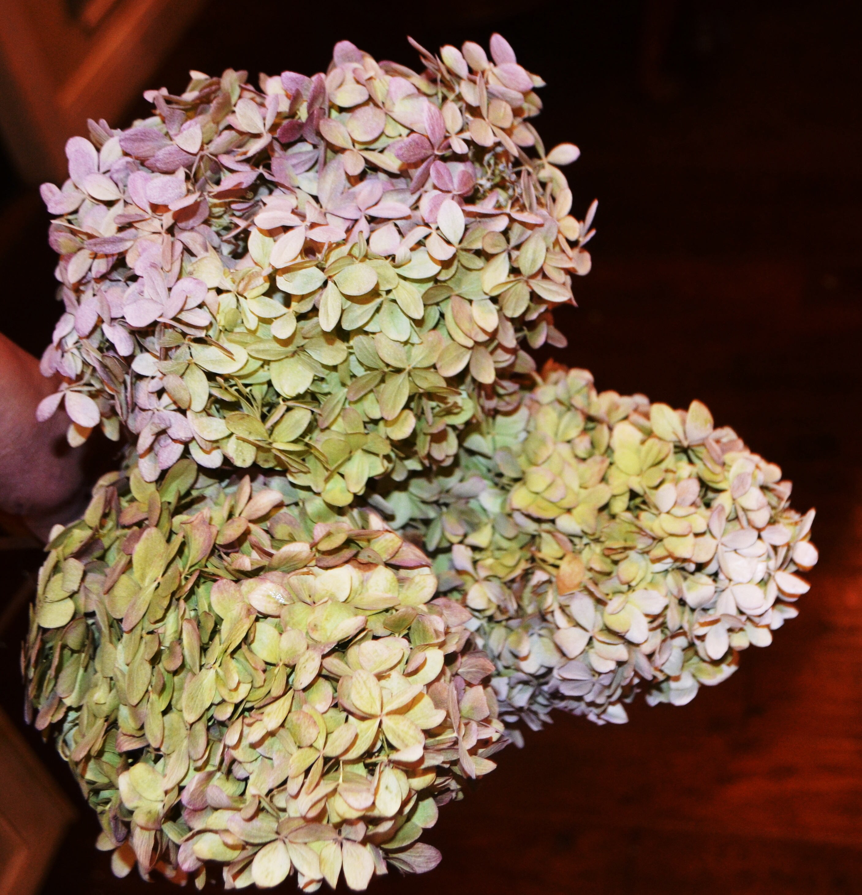 Dried hydrangeas Etsy