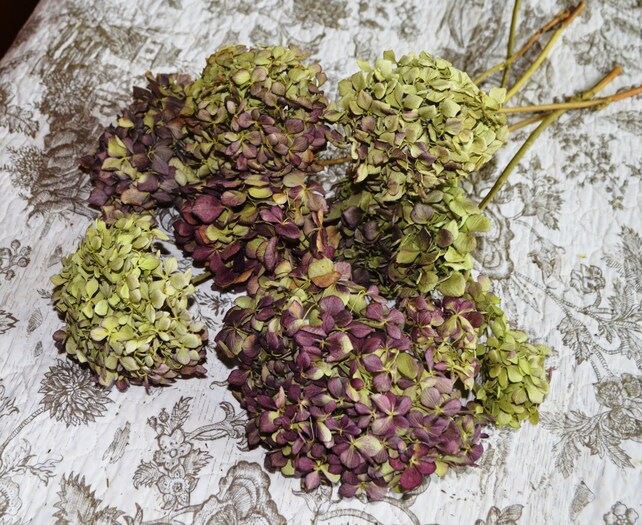 Dried hydrangeas Hydrangeas Fern green Annabelle Hydrangeas Etsy