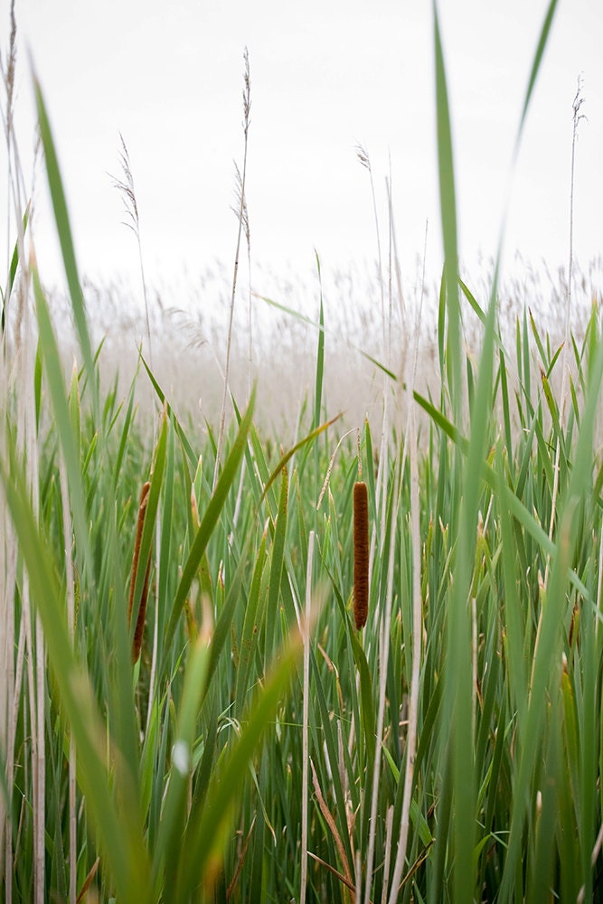 Cattails in Tall Marsh Grass Nature photograph in New Etsy