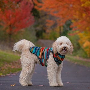 Patagonia dog vest sale