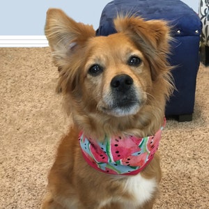 Infinity Dog Bandana/Snood
