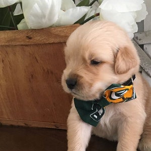 Packers Bandana or Bow Tie image 2