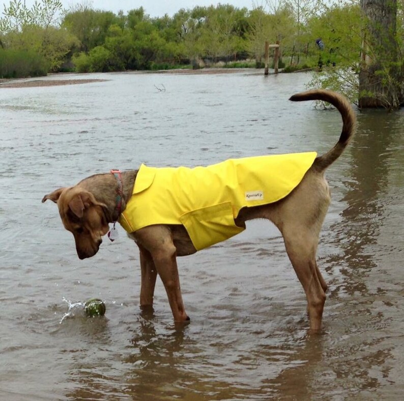 Dog Raincoat standard Sizes Etsy