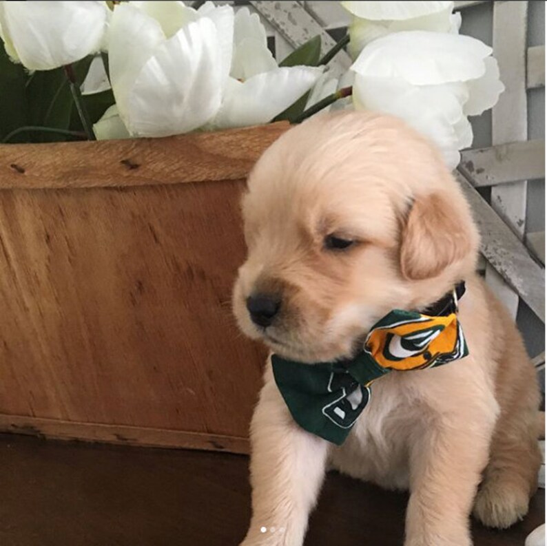 Packers Bandana or Bow Tie image 2
