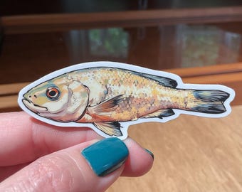 Myaka Fish Sticker, Rare Cichlid Illustration