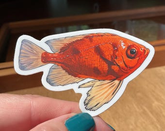Longfinned Bullseye Sticker