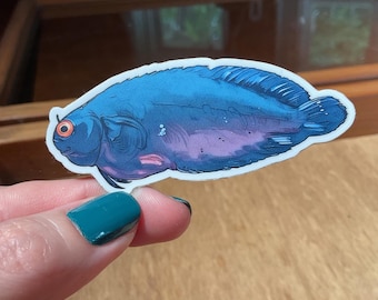 Hosokawa’s Coral Blenny Sticker