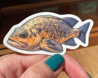 Quillback Rockfish Sticker