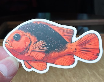 Red Saddleback Anemonefish Sticker