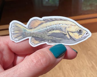 White-edged Rockfish  Sticker