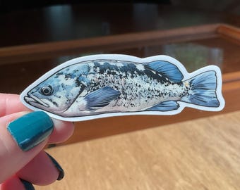 Sevenband Grouper Sticker