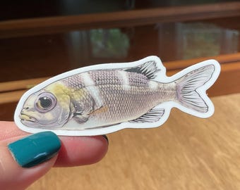 Humpnose Big-Eye Bream Sticker
