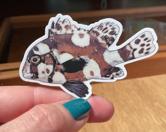 Harlequin Sweetlips Sticker