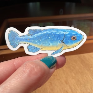 May include: A sticker featuring a blue fish with yellow and white accents. The fish has an orange eye and is outlined in white. The sticker is held by a person with teal nail polish.