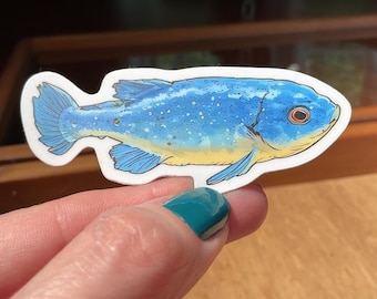 Devil's Hole Pupfish Sticker