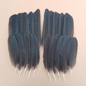 May include: A collection of dark blue feathers with white tips, presented on a light tan background. The feathers are arranged in two groups, each fanned out to display their shape and texture. The feathers have a natural, organic appearance.