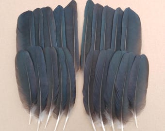 20 Crow Wing Feathers 5" - 8" / 13cm - 18cm  - European Carrion Crow