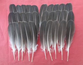 30 Round Grey Goose Wing Quill Feathers 7" / 18cm