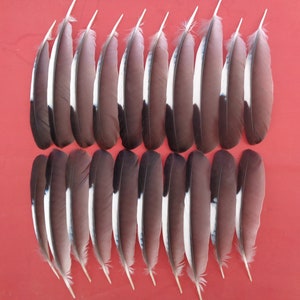 20 European Jay Wing Quill Feathers 4.5&quot; - 5.5&quot; / 12cm - 14cm